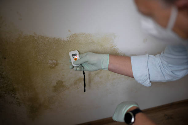 Best Mold Damage Repair  in Northport, NY