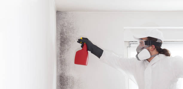 Home Mold Removal in Northport, NY