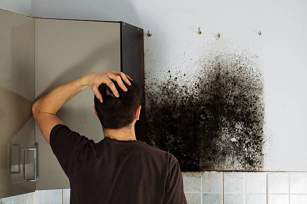 Best Certified Mold Removal  in Northport, NY