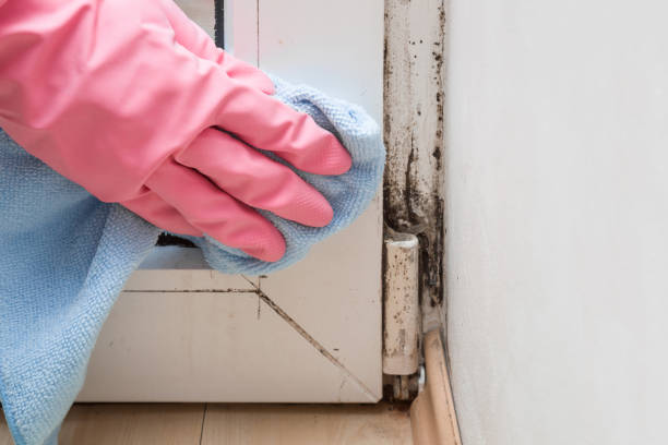 Best Residential Mold Removal  in Northport, NY
